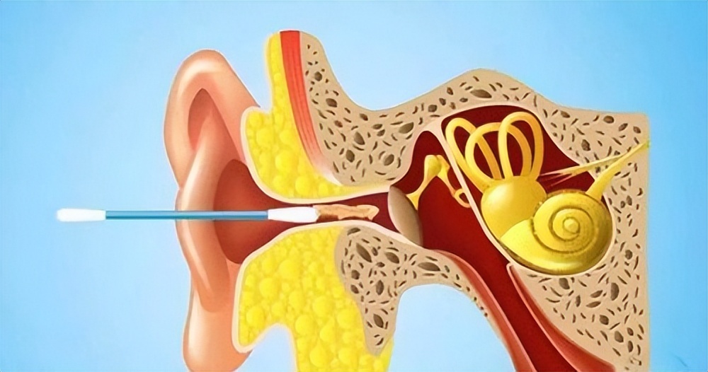动物耳朵的作用（保护耳朵的十种方法）-第2张图片-尚力财经