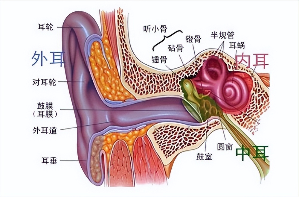 动物耳朵的作用（保护耳朵的十种方法）-第3张图片-尚力财经
