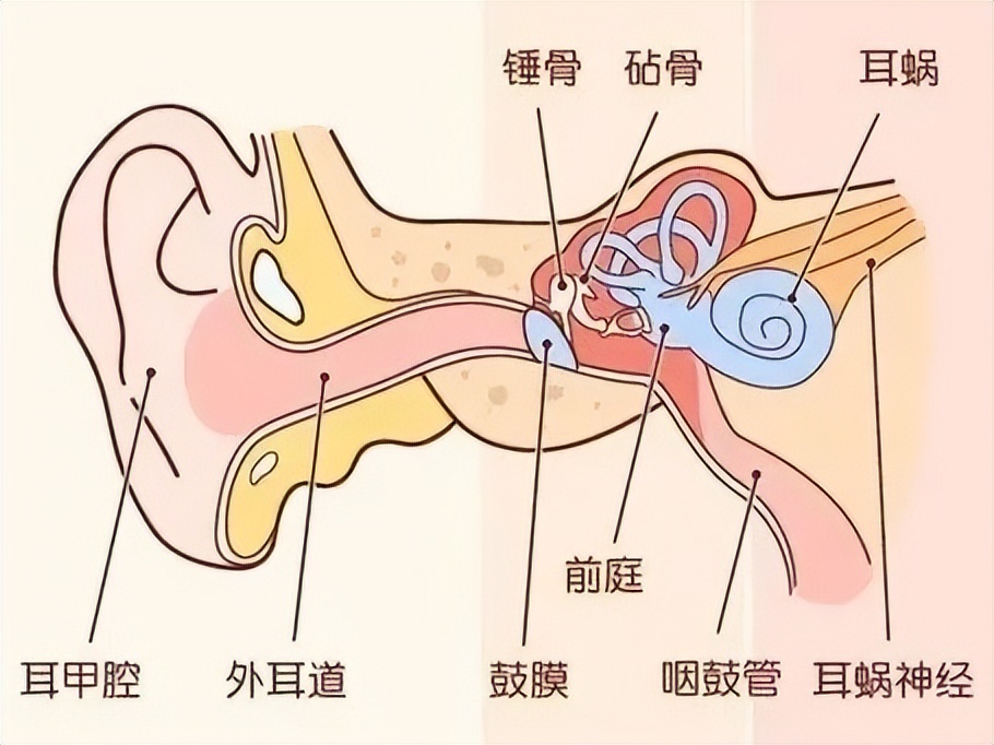 动物耳朵的作用（保护耳朵的十种方法）-第7张图片-尚力财经