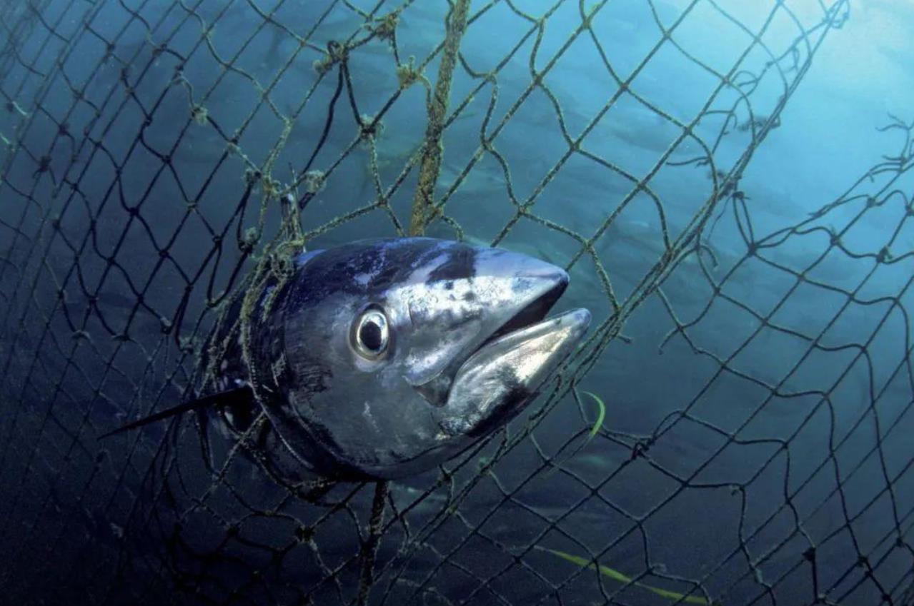 蓝鳍金枪鱼（蓝鳍金枪鱼的营养价值及功效）-第2张图片-尚力财经