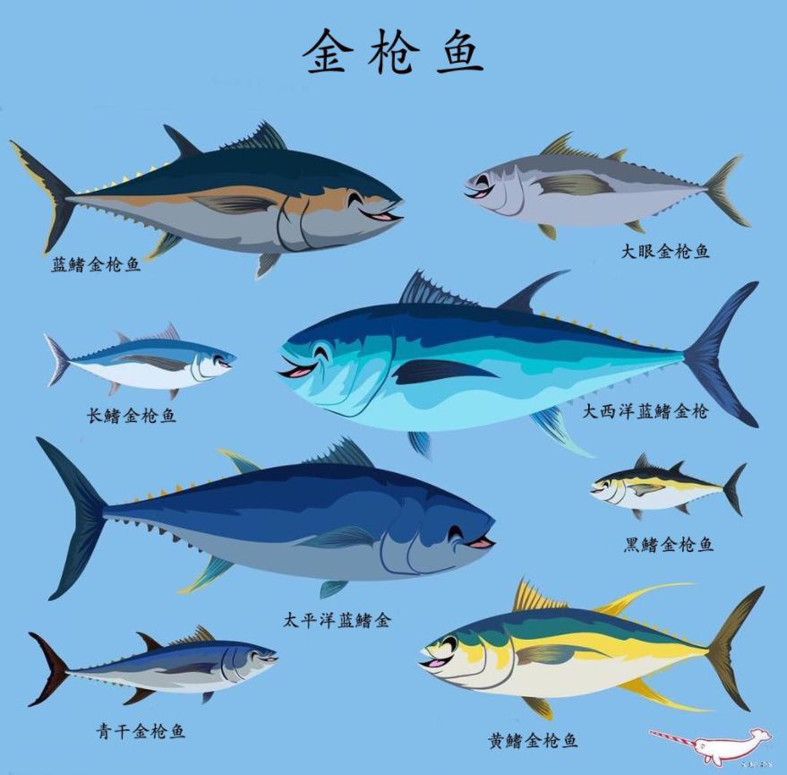 蓝鳍金枪鱼（蓝鳍金枪鱼的营养价值及功效）-第3张图片-尚力财经