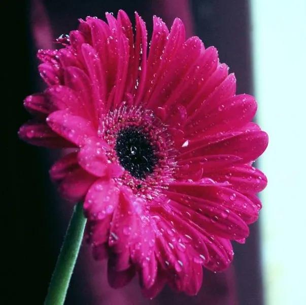 花儿像什么（花儿像什么朵朵什么）-第12张图片-尚力财经